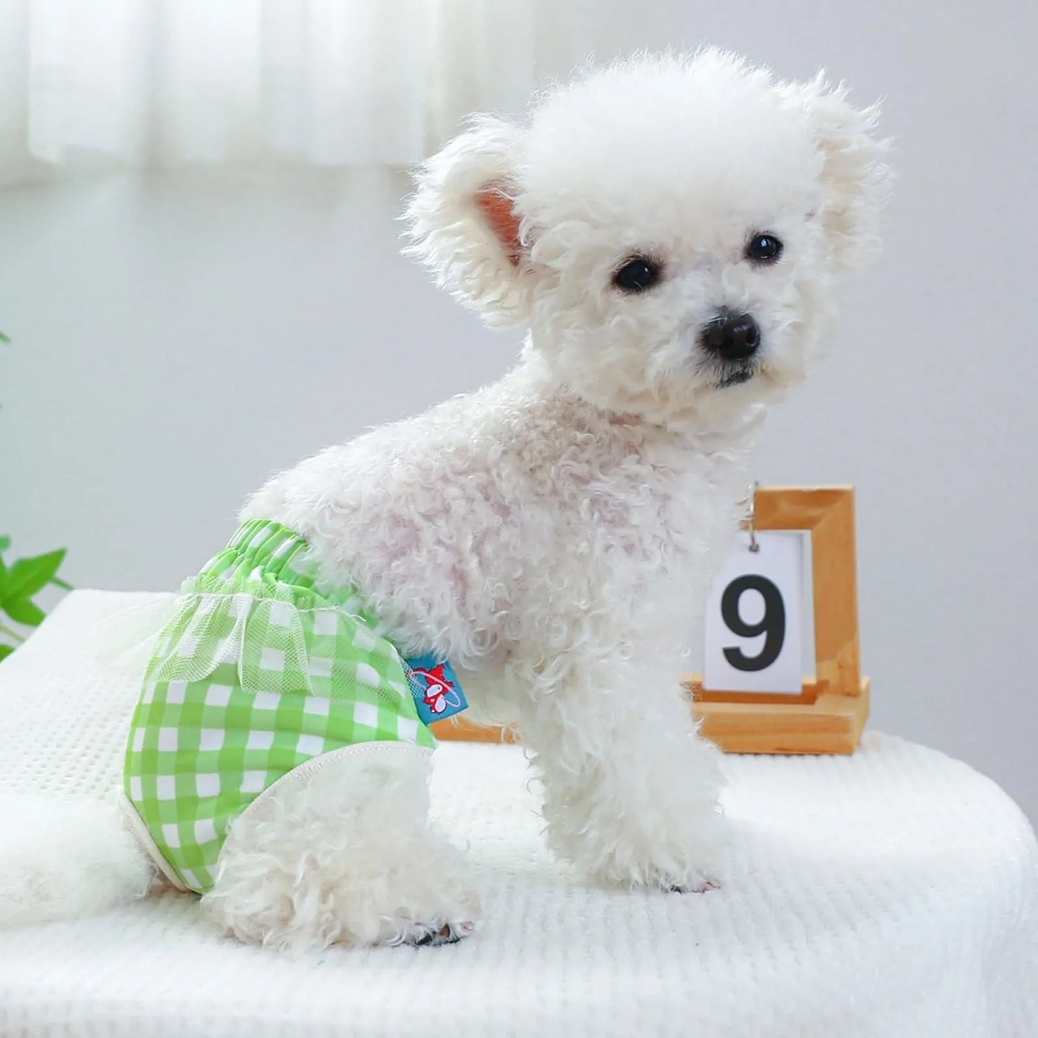 Dog Period Panties