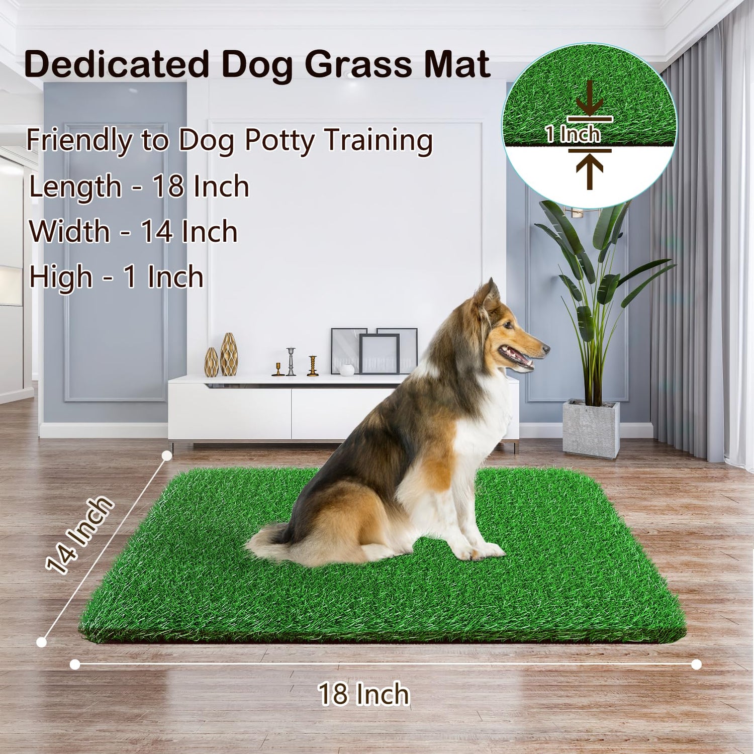 Pet House Training