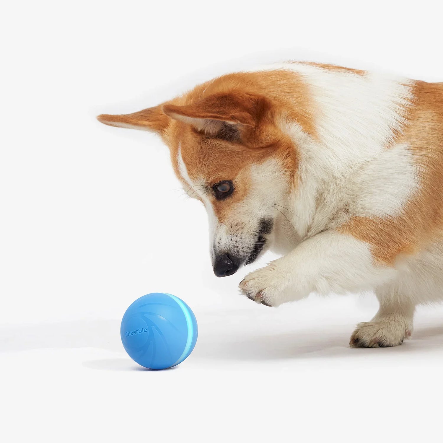 Pet Toys
